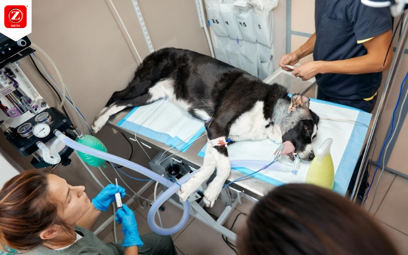Sweta Mangal Ziqitza - How Pet Ambulance Services Are Filling the Gap in Veterinary Care